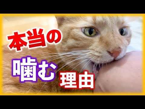 私の猫が自分自身を噛むのはなぜですか?