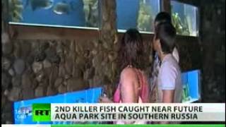 Second killer fish in a row caught near future aqua park