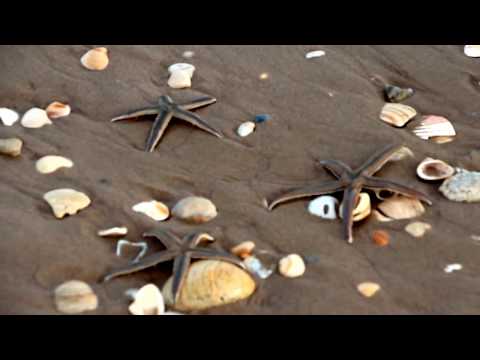 image-Are there seashells in South Padre Island?