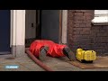 Speciale EOD-robot doet onderzoek in gangenstelsel Utrecht - RTL NIEUWS