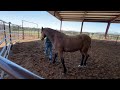 Eowyn & Armani- Liberty Round Pen Pattern 1