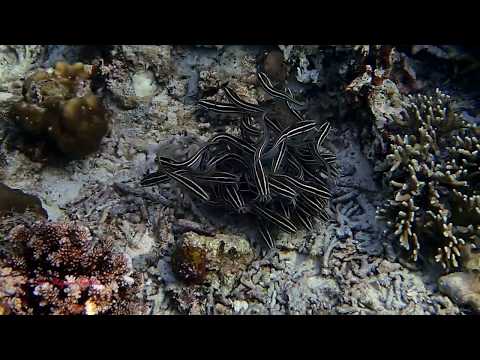 Große und kleine Fische, Love s Beach & Dive Resort/verschiedene Tauchplätze,Philippinen