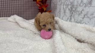 トイプードルの動画01