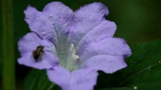 preview picture of video 'Bee gathers pollen from Ruellia strepens in Pickaway County USA July 26, 2009'