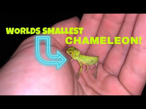 I FOUND the WORLDS SMALLEST CHAMELEON !