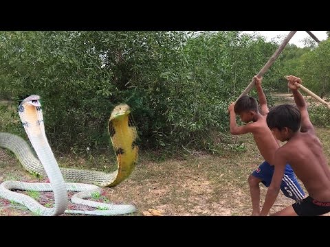 Wow! Brave Children Catch Big Snake With Bare Hand - How to Catch Big Snake in Cambodia
