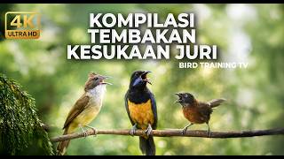 Download lagu 🔴 Live Masteran Kopilasi Tembakan Pedas Roll Speed Dicari Juri Cucak Cungkok Super Gacor 2026 mp3