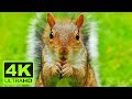 4k Squirrel Video Squirrel Collection 4k Wild Animals 4k Video 4k Nature 4k Collection