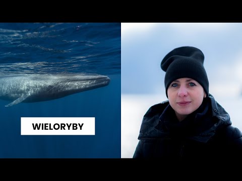 WIELORYBY ciekawostki potwierdzone NAUKOWO || Niepodręcznik Oceaniczny, odc. 125