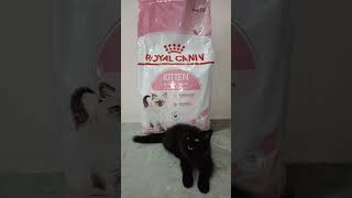 Royal Canin Kitten Dry Food