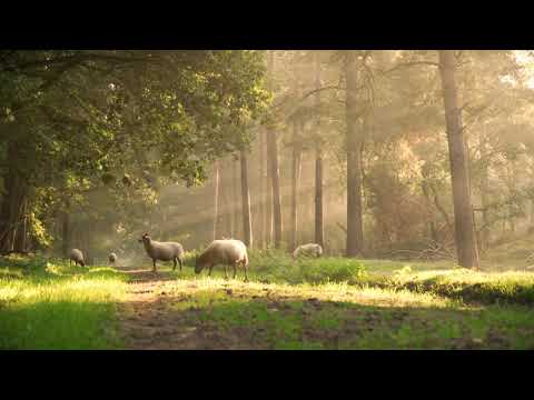 FOREST ROAD 4K HDR 2160P 60FPS | SILENT VIDEO | NO MUSIC