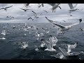 Seagull Frenzy