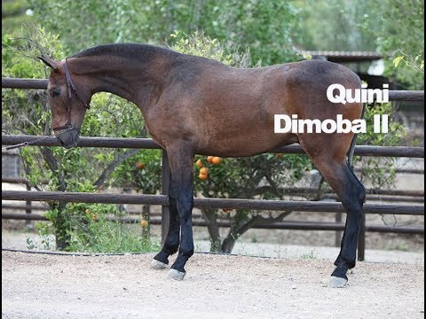 Quini DImoba II (Publicado 11-5-2018)