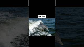 How animals say goodbye to the dead😳 #shorts