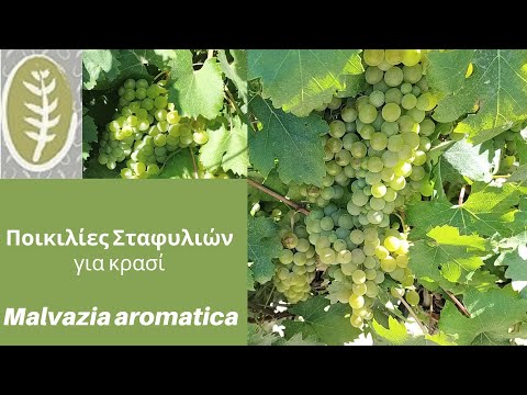 , title : 'Ποικιλίες σταφυλιών για κρασί   Malvazia aromatica'