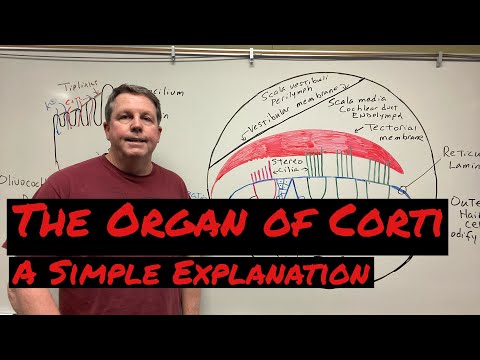 How the Organ of Corti Works