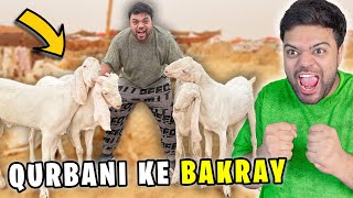 Qurbani Ke Liye 4 Bakray Le Liye 😍 | Mandi Mein Laraai Ho Gayi 😱