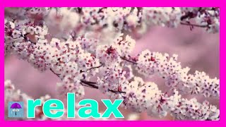 Cherry Blossom Relaxation Calm Relaxation