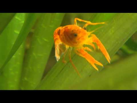 Oranger Zwergflusskrebs (CPO), Bio-Club der GHS Hofgeismar