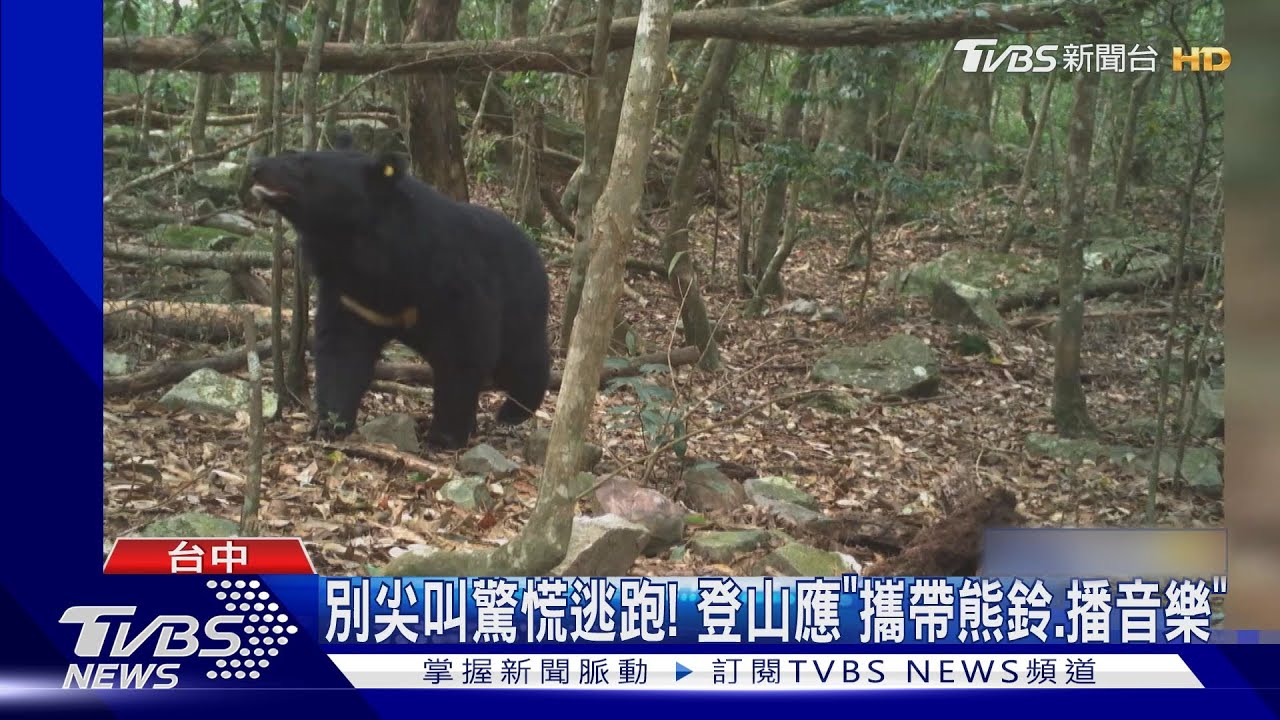 網美聖地「熊熊遇見你」 鳶嘴稍來步道黑熊出沒