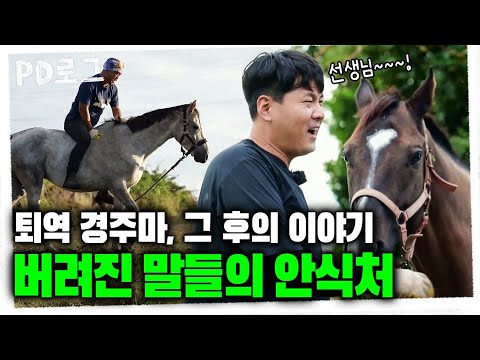 퇴역 경주마, 그 후의 이야기! 버려진 말들의 안식처 | PD로그 | 78화 버려진 말들의 안식처, 말의 숲 이야기