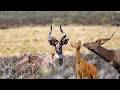 The Nyala Is Africa S Most Stylish Antelope