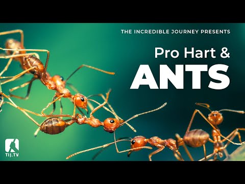 Pro Hart and Ants