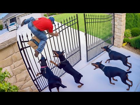 When Thieves Rob The Wrong House | Instant Karma #11