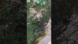 achei uma cabeça no rio capibaribe