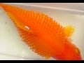 Medication / Cure for Goldfish Dropsy 