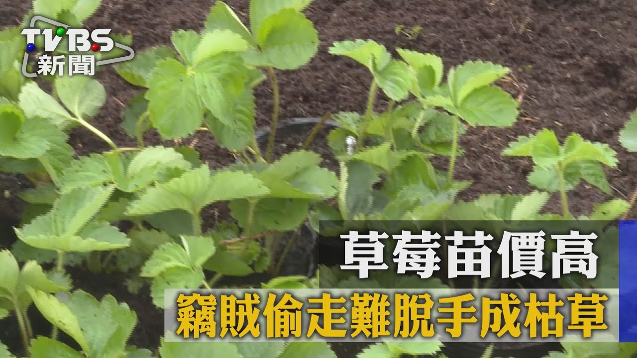 草莓苗價高 竊賊偷走難脫手成枯草