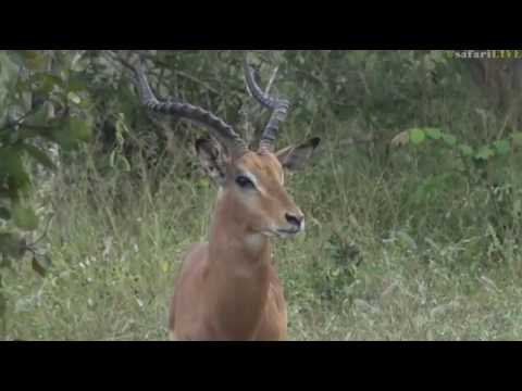 May 03, 2017- Sunrise- Male  Impala Ram doing his best to find a Lady Friend