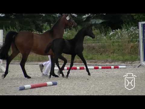 SL119 Stutfohlen von Diarado - Calando I - Farnese