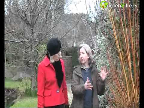 download lagu mp3 mp4 Salix Alba Britzensis Buy, download lagu Salix Alba Britzensis Buy gratis, unduh video klip Salix Alba Britzensis Buy