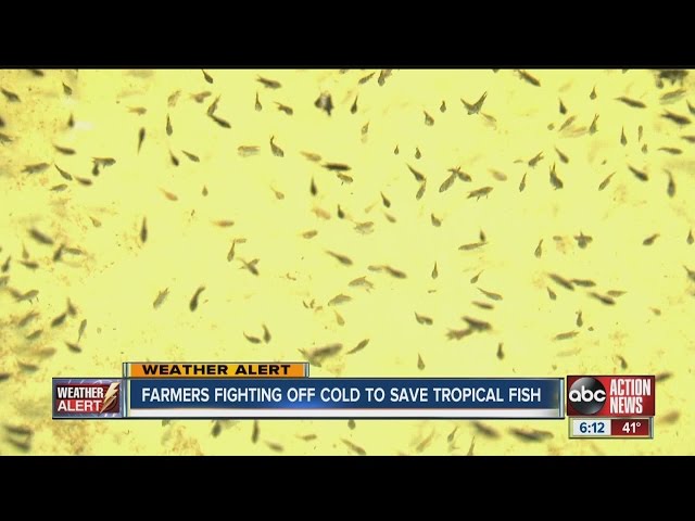 Farmers fight off cold to save tropical fish