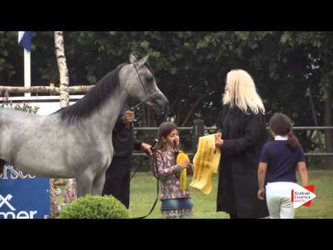 1st Place N.106 AJA CARRERA - Ströhen 2015 B-Show - Junior Fillies Championship (Class P)