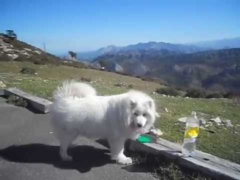 DAIRA en E l Fitu - Perrita SAMOYEDO - Asturias - 9- marzo - 2014