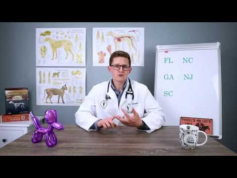 What Is Bio Sponge for Dogs? [Comprehensive Answer] - Nahf.org