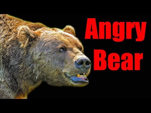 Angry Bear – Aggressive Bear Body Language