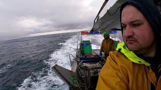  La 30 de mile nord de Malin Head, delfini și pescăruși.