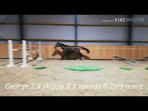 Sold 🇮🇹 2yrs George Z x skippy ll x narcos ll mare