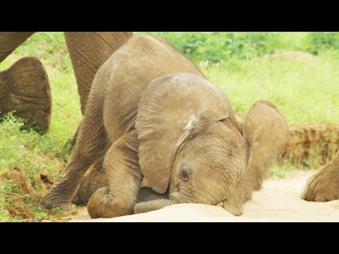 These Clumsy Baby Elephants Will Melt Your Heart
