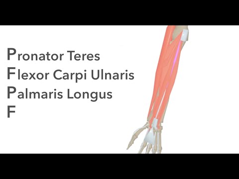 Muscles of the Anterior Forearm - Animated Anatomy