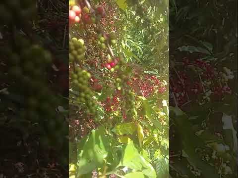 Vale do anari Rondônia Brasil