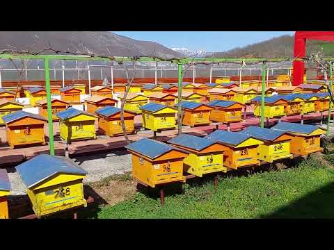 Vendosja e Depozitave nga Arjan Zogu! 15 PRILL 2022! Bletari "DENI"! Video 2!