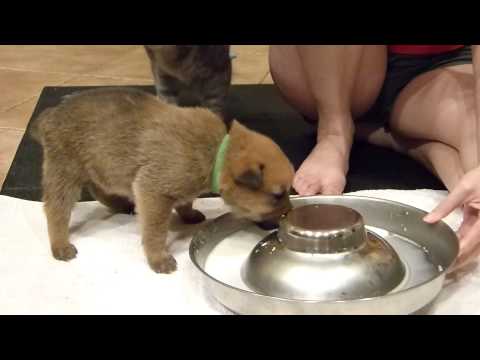 Desert Sol Chinooks Lion King Litter Week 3 - Spyro teaching Kovu how to lap milk