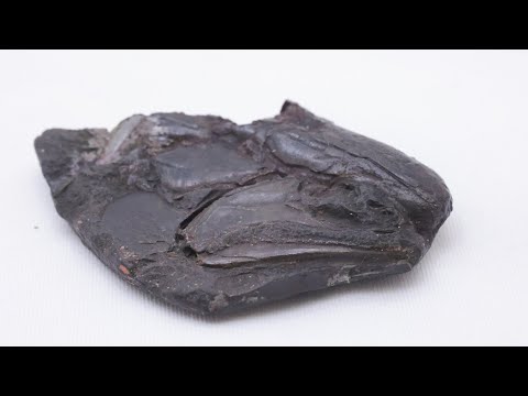 300 Million year old fossil shows evolution of fish brain