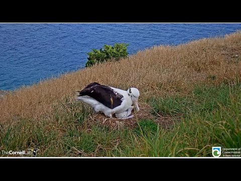 Royal Cam Albatross ~ YRK Feeds Her Little QT Breakfast! Rangers Morning Weigh-In! 1.31.22