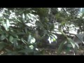 Secret Garden Tour With Apple Eating Sound Effects