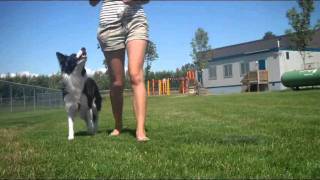 Attention While Walking - How to teach your dog to stay by your side